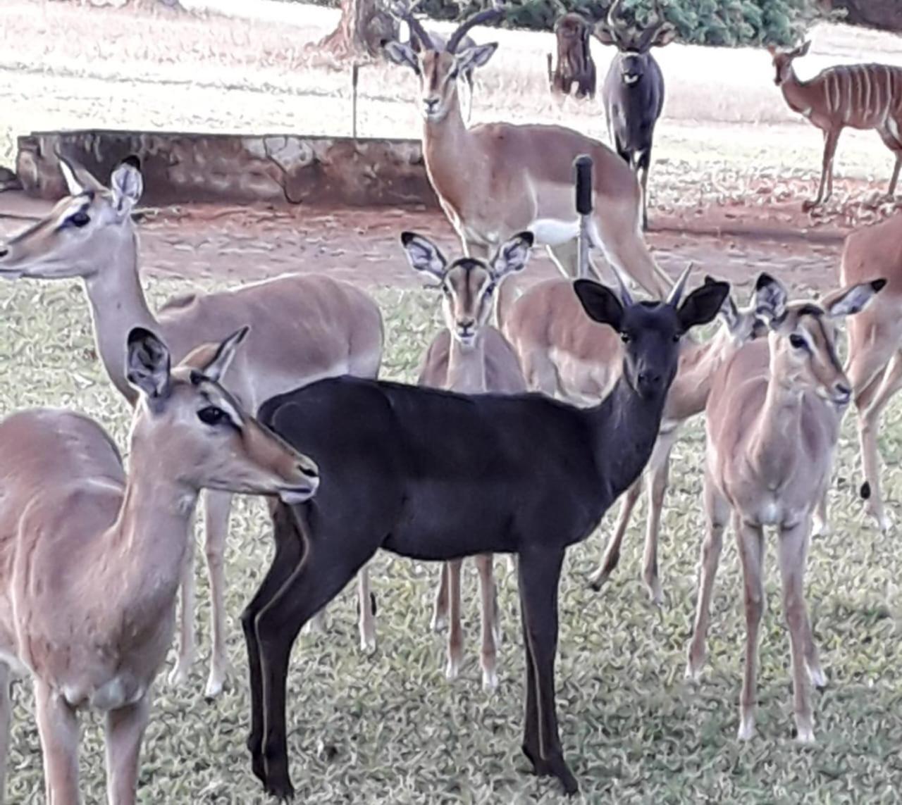 Tarentilos Tzaneen Eksteriør bilde